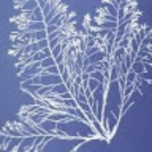 Meet your Posher, Carey